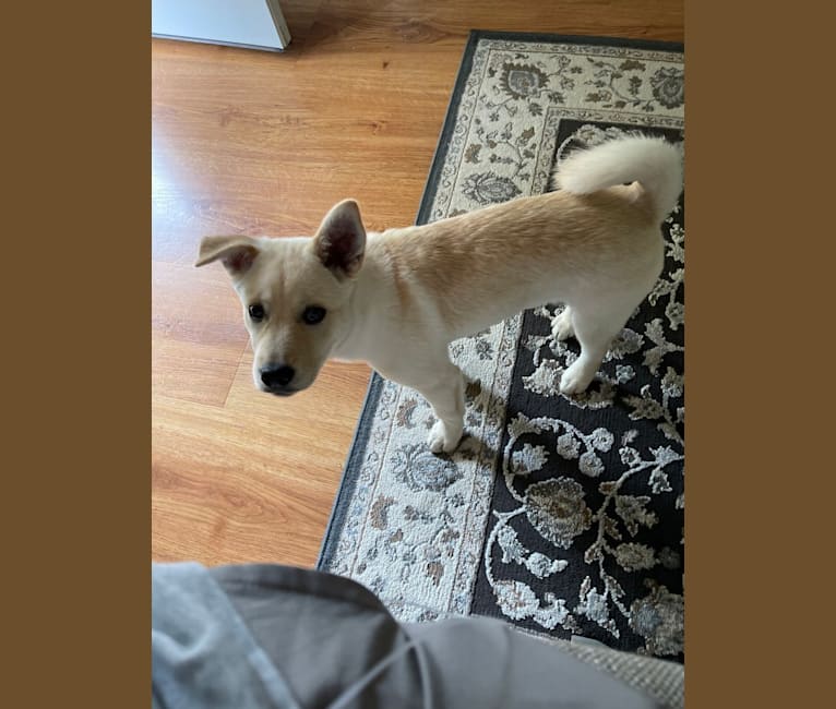 Nala, a Labrador Retriever and Chow Chow mix tested with EmbarkVet.com