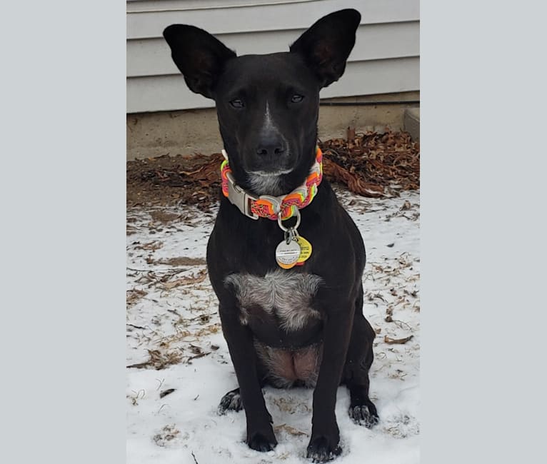 Pepper, an Australian Cattle Dog and Miniature Pinscher mix tested with EmbarkVet.com