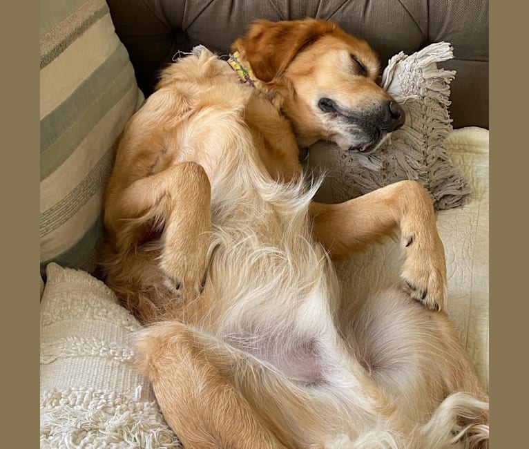 Keeper, a Golden Retriever and Catahoula Leopard Dog mix tested with EmbarkVet.com