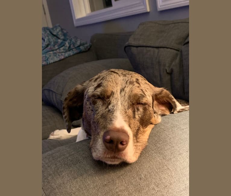 German pointer german clearance shepherd mix