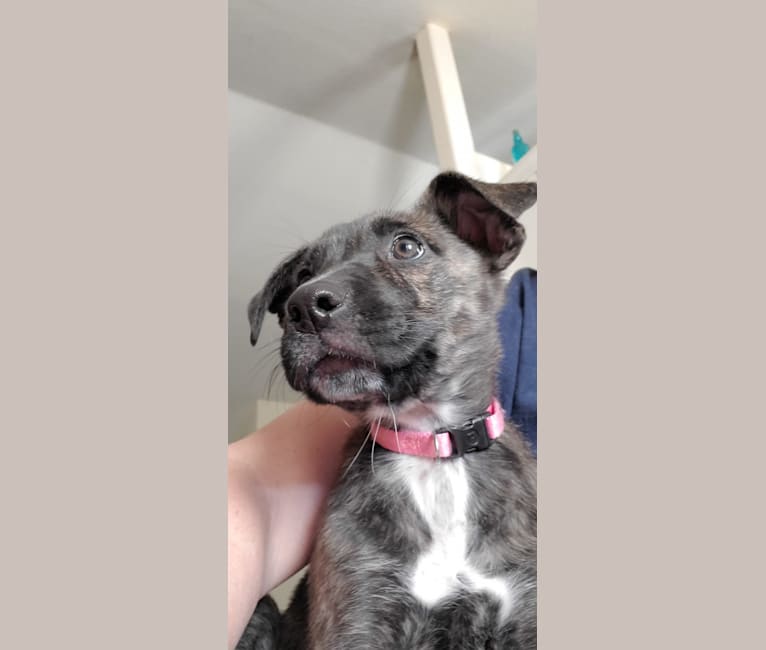 Molly, an American Pit Bull Terrier and German Shepherd Dog mix tested with EmbarkVet.com