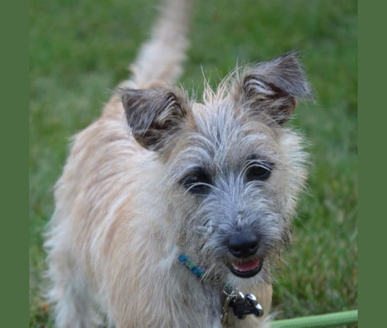 Whistle, a Miniature Schnauzer and Russell-type Terrier mix tested with EmbarkVet.com