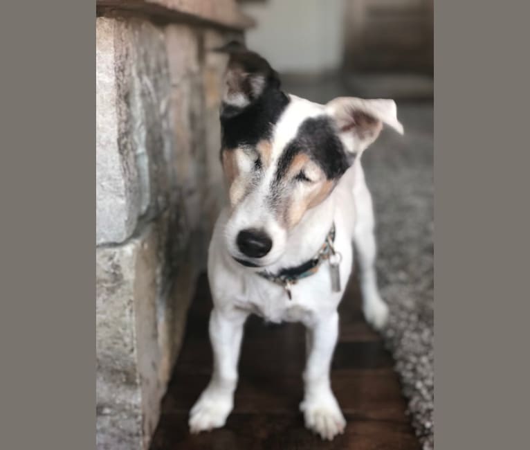Frankie, a Russell-type Terrier and Smooth Fox Terrier mix tested with EmbarkVet.com