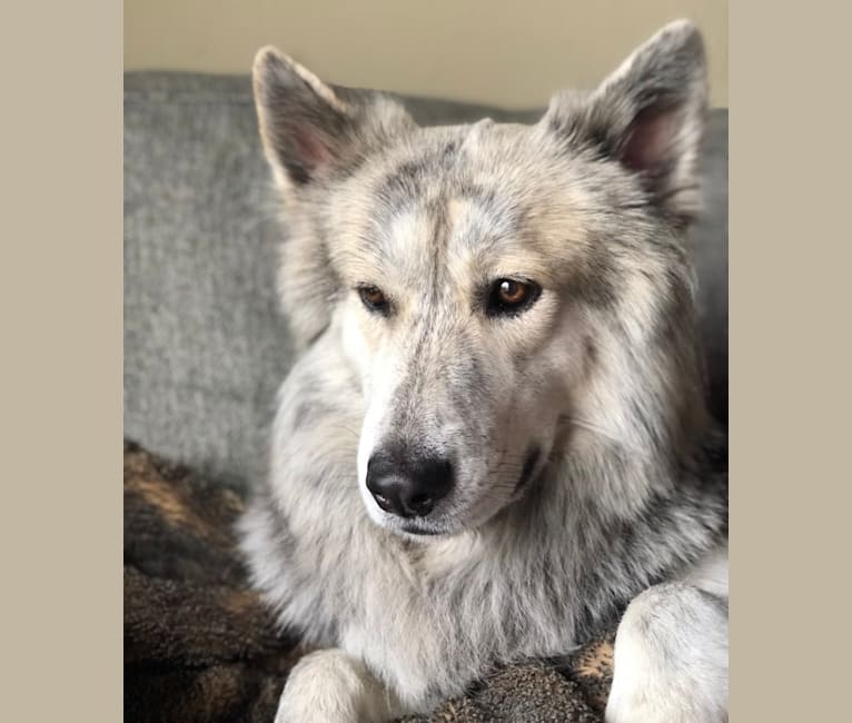 Skoll, a Siberian Husky and German Shepherd Dog mix tested with EmbarkVet.com