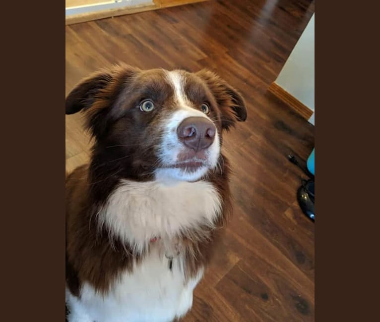 Atlas Mussatti, a Border Collie tested with EmbarkVet.com