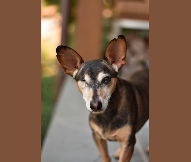 King Nigel, a Miniature Pinscher and Chihuahua mix tested with EmbarkVet.com