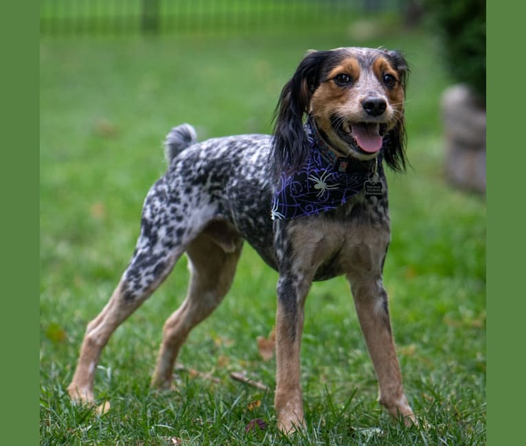 Banjo, an Australian Cattle Dog and Cocker Spaniel mix tested with EmbarkVet.com