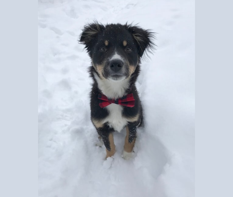 Koda, an Australian Cattle Dog and Rottweiler mix tested with EmbarkVet.com