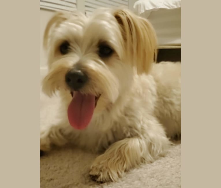 Bear, a Morkie tested with EmbarkVet.com