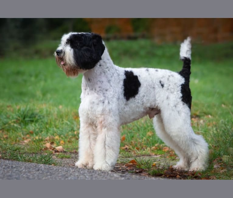 Leevi, a Lagotto Romagnolo and Portuguese Water Dog mix tested with EmbarkVet.com