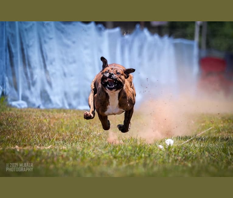 Trip, an American Bulldog tested with EmbarkVet.com