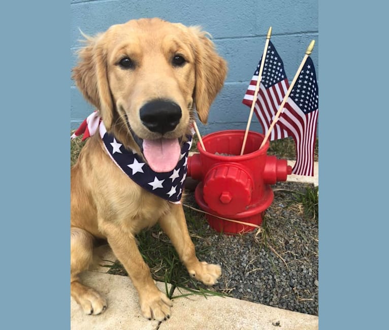 Moose, a Golden Retriever tested with EmbarkVet.com