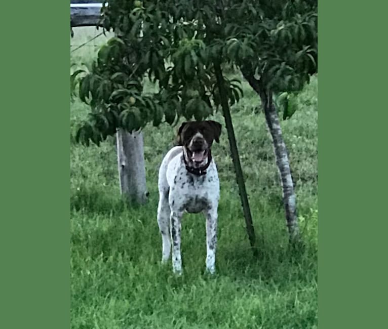 Photo of Arrow, a German Shorthaired Pointer, American Pit Bull Terrier, and Pointer mix in Cypress, Texas, USA