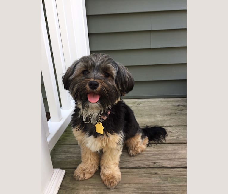 Edith, a Shih Tzu and Yorkshire Terrier mix tested with EmbarkVet.com