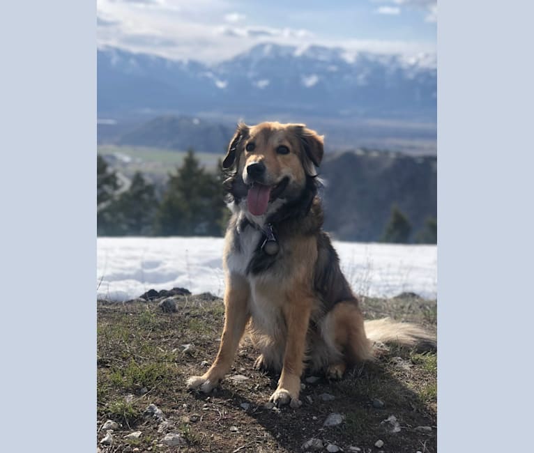 Akela, an American Pit Bull Terrier and Australian Cattle Dog mix tested with EmbarkVet.com