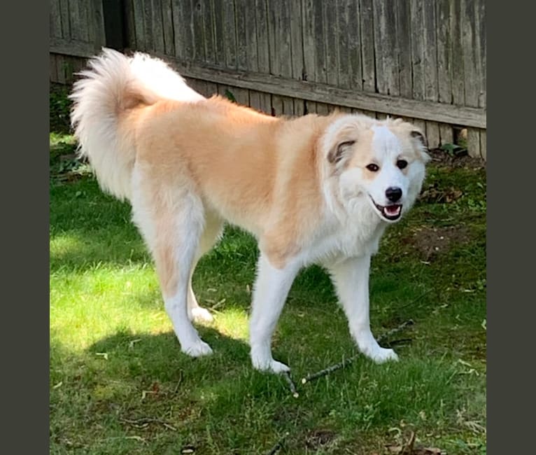 Arlo, a Great Pyrenees and Rottweiler mix tested with EmbarkVet.com