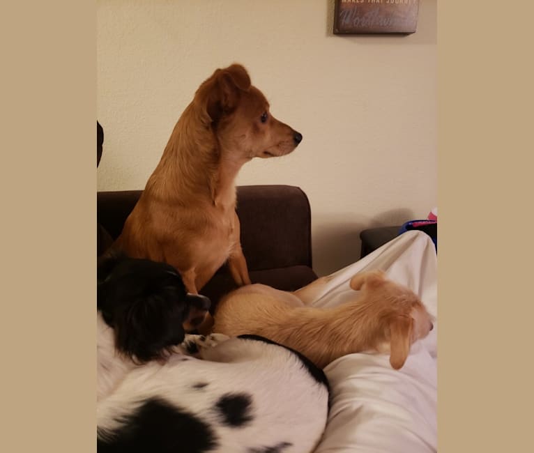 Photo of Riley, a Chihuahua, Poodle (Small), Shih Tzu, Cocker Spaniel, and Pomeranian mix in Yakima, WA, USA