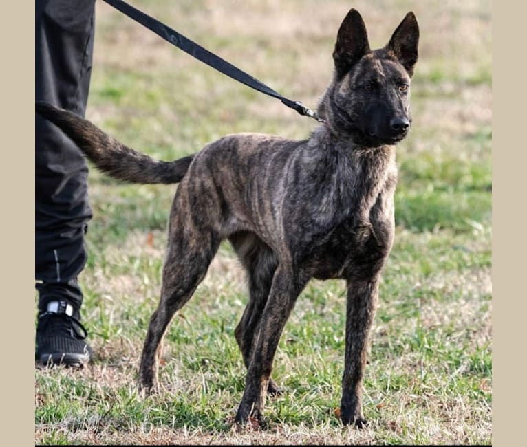 Jinx Van Patriot, a Dutch Shepherd and German Shepherd Dog mix tested with EmbarkVet.com