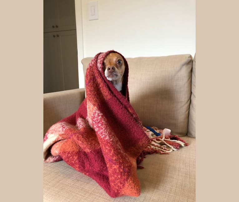Louie, a Chihuahua tested with EmbarkVet.com