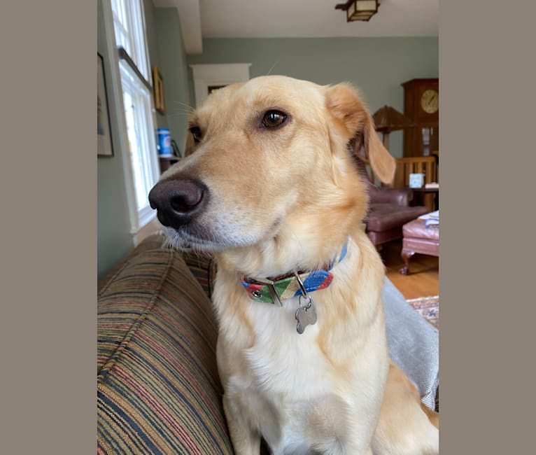 Colby, a Golden Retriever and Shetland Sheepdog mix tested with EmbarkVet.com