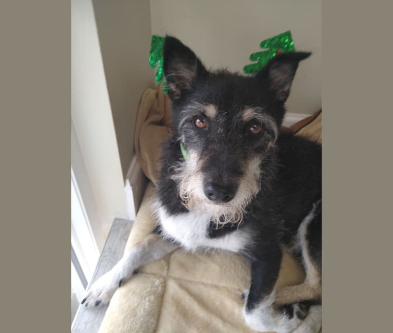 Shiba inu schnauzer mix sales