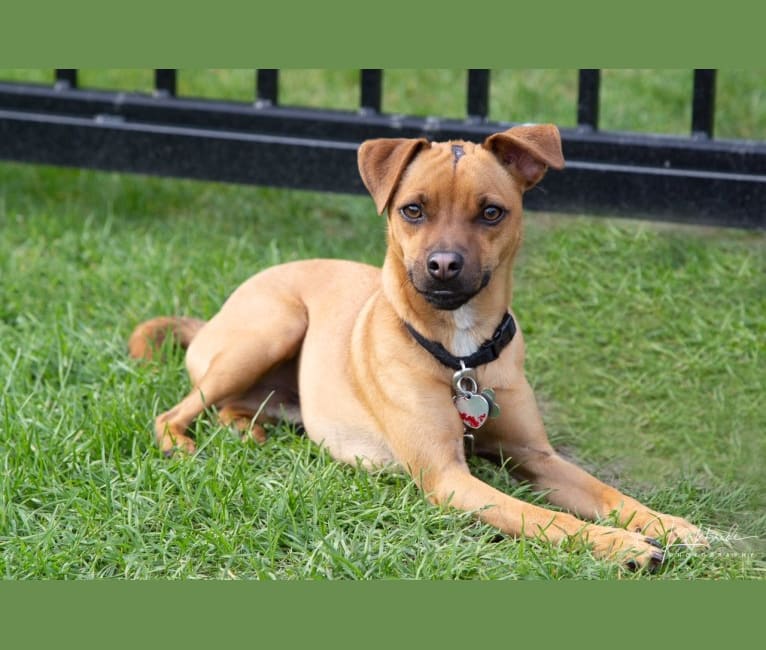 Photo of Jacob, a Russell-type Terrier, Pug, and Miniature Pinscher mix in St Clairsville, Ohio, USA