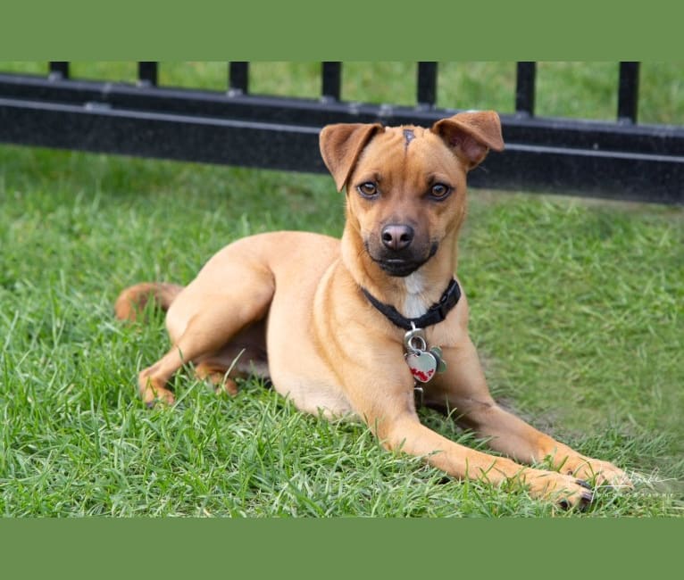 Min pin chihuahua pug cheap mix