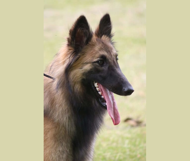 Sadie, a Belgian Shepherd tested with EmbarkVet.com