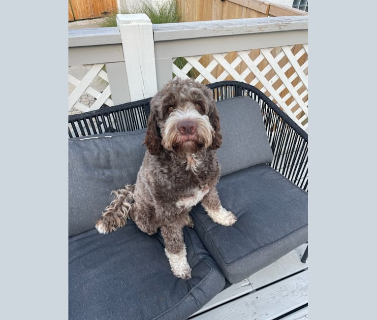 Bolo, an English Springer Spaniel and Poodle (Standard) mix tested with EmbarkVet.com