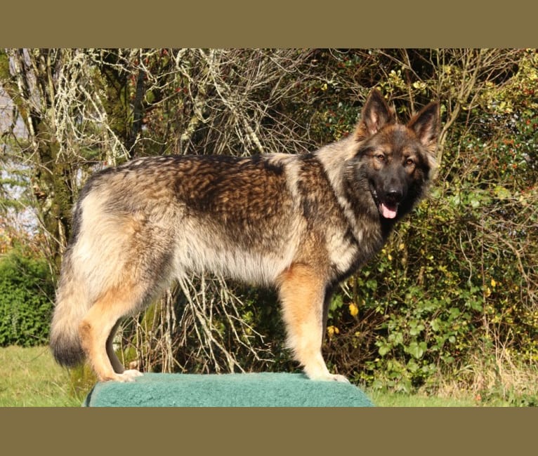 Fëalócëllen Eltänin, a German Shepherd Dog tested with EmbarkVet.com