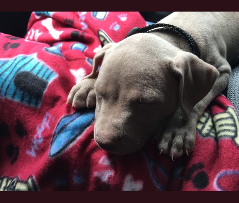 embark dog dna test breed