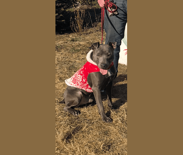 Photo of Brady, an American Pit Bull Terrier, Australian Cattle Dog, American Staffordshire Terrier, and Mixed mix in Kentucky, USA