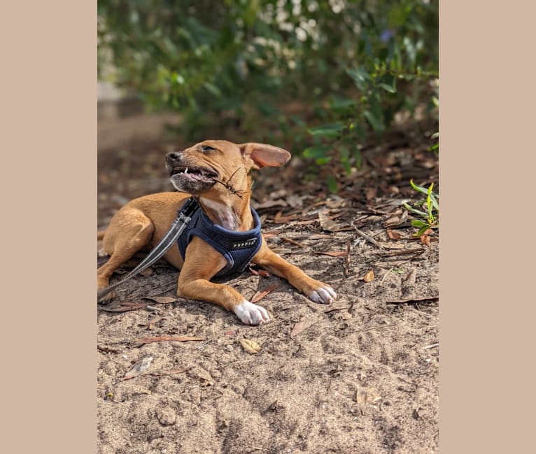 Sampson Vibe, a Russell-type Terrier and Chihuahua mix tested with EmbarkVet.com