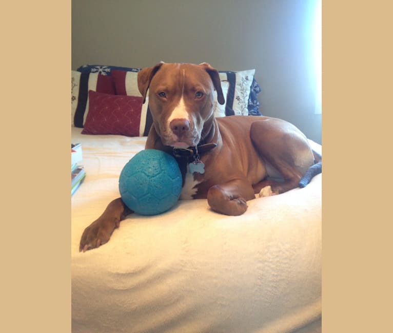 embark dog dna test breed