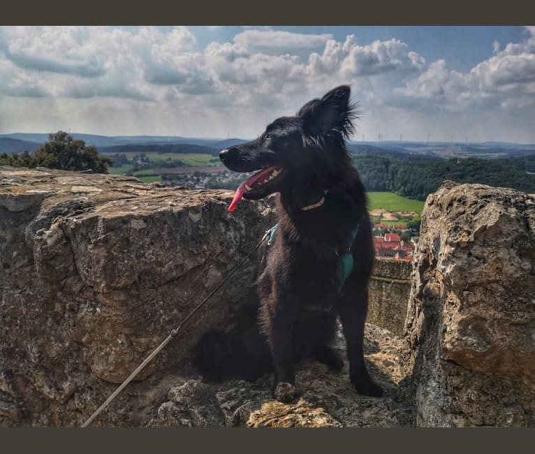 Photo of Koda, an Eastern European Village Dog and German Shepherd Dog mix in Bavaria, Germany