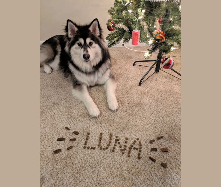 Luna, an Alaskan Malamute tested with EmbarkVet.com