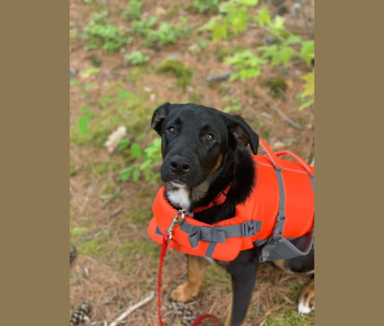 Smokey, a Labrador Retriever and Border Collie mix tested with EmbarkVet.com