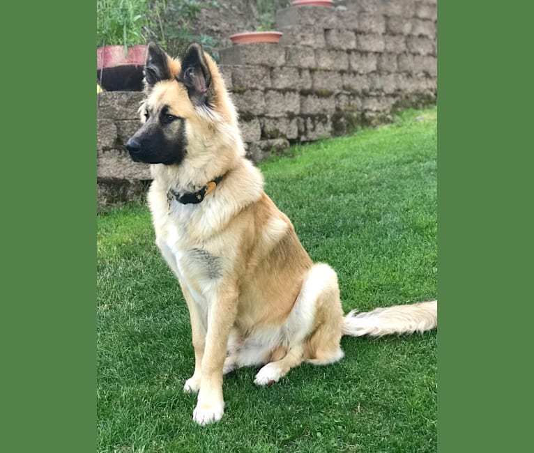 Jordy, a German Shepherd Dog and Alaskan Malamute mix tested with EmbarkVet.com