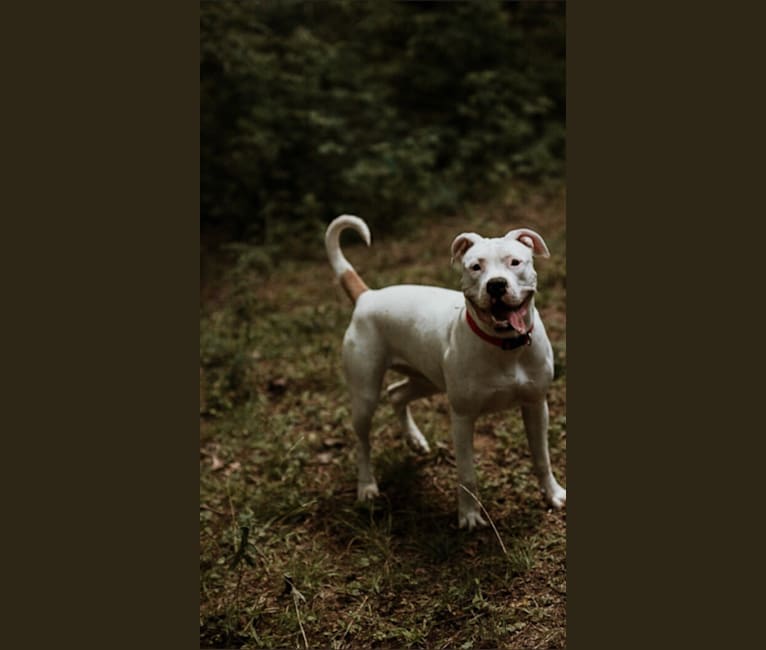 Sadie May, an American Bulldog tested with EmbarkVet.com