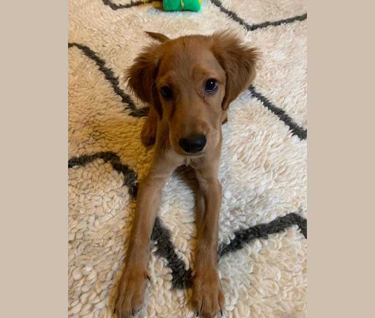 Irish setter beagle mix hotsell