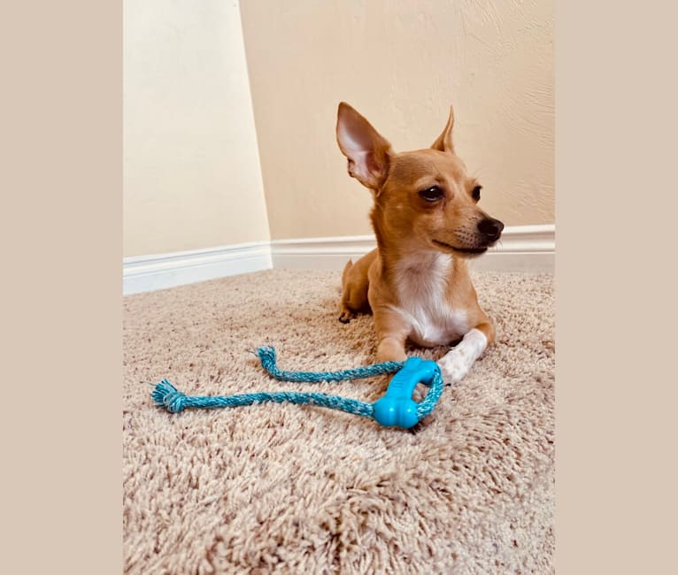 Oliver, a Chihuahua and Poodle (Small) mix tested with EmbarkVet.com