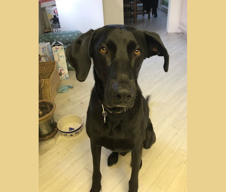 Weimaraner german shepherd mix puppies outlet