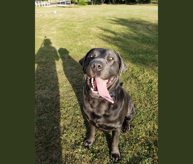 Blue, a Labrador Retriever tested with EmbarkVet.com