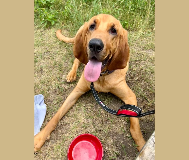 Photo of Red, a Bloodhound  in Kentucky, USA