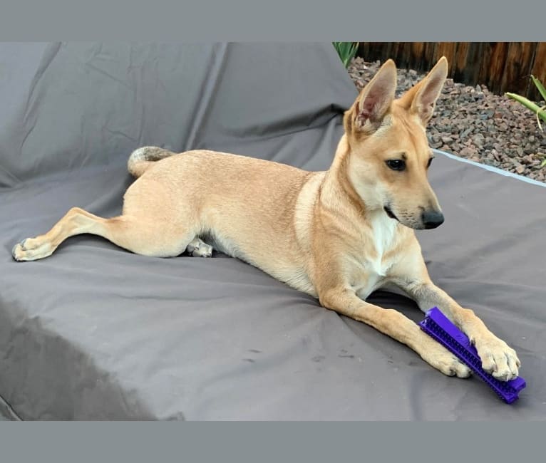 Lady Nala Bear BCF, a Carolina Dog tested with EmbarkVet.com