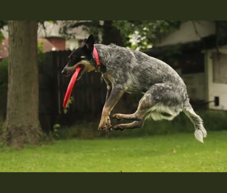 Millie AKA The Masked Millie, an Australian Cattle Dog tested with EmbarkVet.com