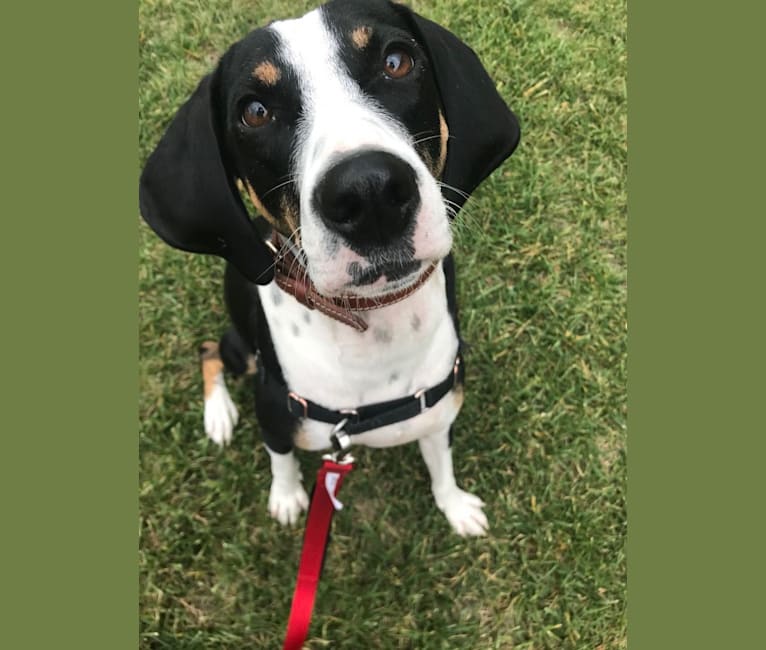 Samson, a Mountain Cur and Treeing Walker Coonhound mix tested with EmbarkVet.com