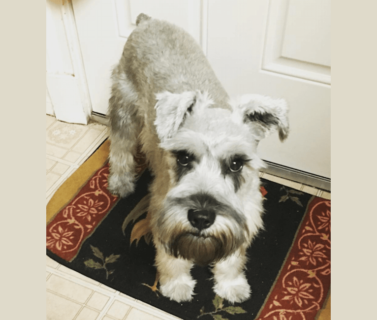 Bellamy, a Miniature Schnauzer and Scottish Terrier mix tested with EmbarkVet.com