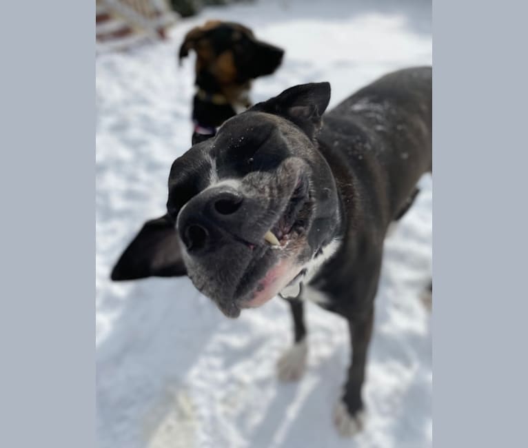 Photo of Gus Gus, an American Bulldog, Siberian Husky, and Labrador Retriever mix