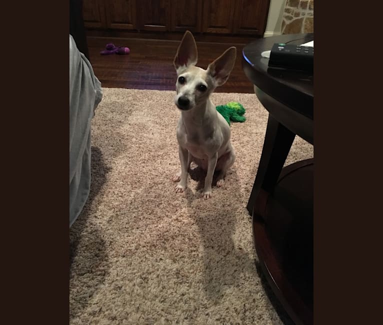 Maddy, a Toy Fox Terrier tested with EmbarkVet.com